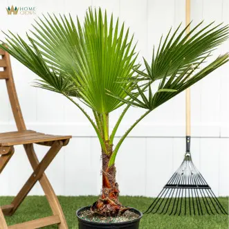 Artificial Fan Palm Tree